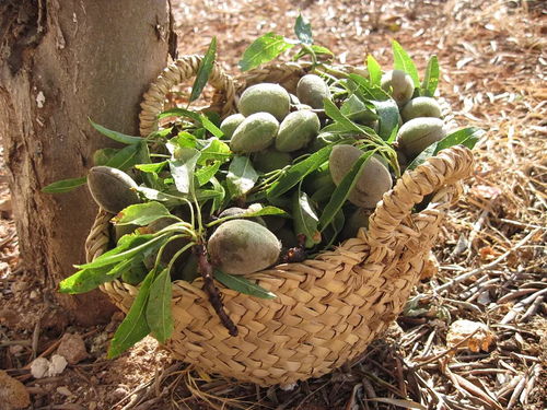 地面籃筐里的芒果 自然與生活的甜美交織