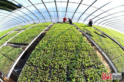 新技術新服務新產品助農增收——樂亭建設全國農業科技現代化先行縣探訪之果品篇